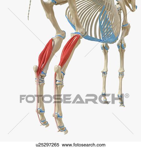 Horse digitorum profundus muscle, illustration View Large Photo Image Stock Photography - Horse digitorum profundus muscle, illustration. Fotosearch