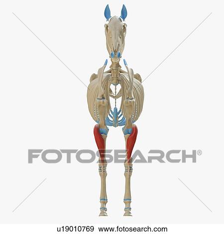 Horse extensor carpi radialis muscle, illustration View Large Photo Image Stock Photo - Horse extensor carpi radialis muscle, illustration. Fotosearch
