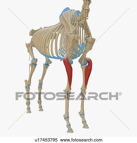 Horse extensor carpi radialis muscle, illustration View Large Photo Image Stock Photography - Horse extensor carpi radialis muscle, illustration. Fotosearch