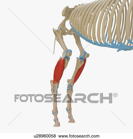 Horse extensor digitorum longus muscle, illustration View Large Photo Image Stock Photo - Horse extensor digitorum longus muscle, illustration. Fotosearch