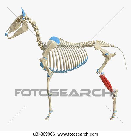 Stock Photograph - Horse extensor digitorum longus muscle, illustration. Fotosearch