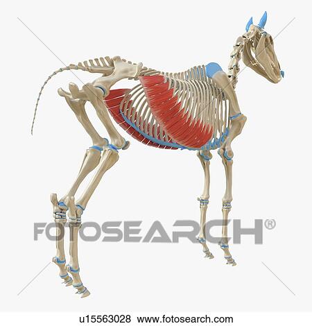 Stock Photo - Horse external abdominal oblique muscle, illustration. Fotosearch
