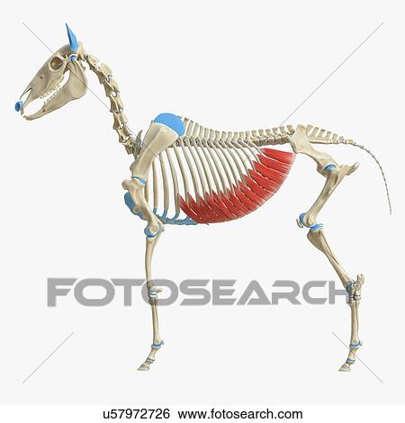 Stock Photograph - Horse external abdominal oblique muscle, illustration. Fotosearch