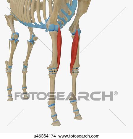 Horse flexor carpi radialis muscle, illustration View Large Photo Image Picture - Horse flexor carpi radialis muscle, illustration. Fotosearch