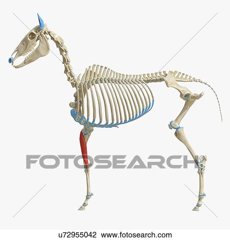 Stock Image - Horse flexor carpi radialis muscle, illustration. Fotosearch