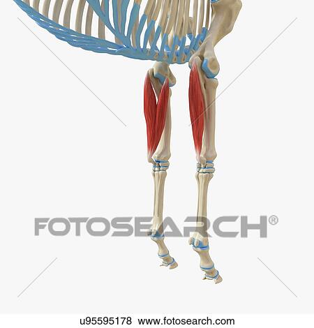 Stock Photo - Horse flexor carpi ulnaris muscle, illustration. Fotosearch