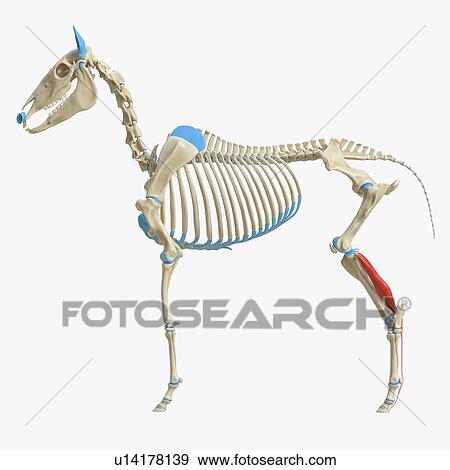 Horse flexor digitorum profundus muscle, illustration View Large Photo Image Stock Photo - Horse flexor digitorum profundus muscle, illustration. Fotosearch