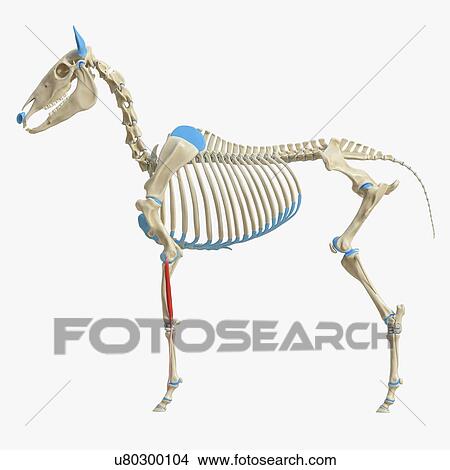 Picture - Horse flexor digitorum superficialis muscle, illustration. Fotosearch