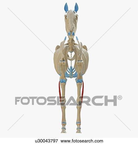 Horse flexor digitorum superficialis muscle, illustration View Large Photo Image Stock Photo - Horse flexor digitorum superficialis muscle, illustration. Fotosearch