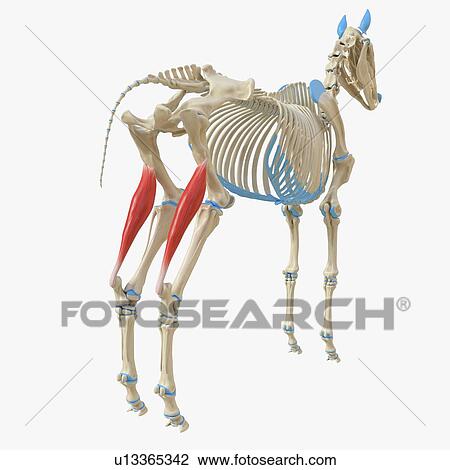 Stock Image - Horse gastrocnemius muscle, illustration. Fotosearch