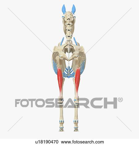Stock Image - Horse gastrocnemius muscle, illustration. Fotosearch
