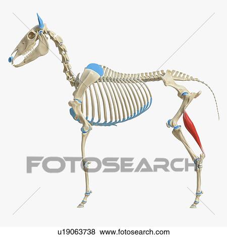 Horse gastrocnemius muscle, illustration View Large Photo Image Stock Photo - Horse gastrocnemius muscle, illustration. Fotosearch