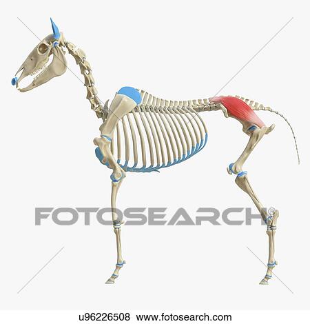 Stock Photo - Horse gluteus medius muscle, illustration. Fotosearch