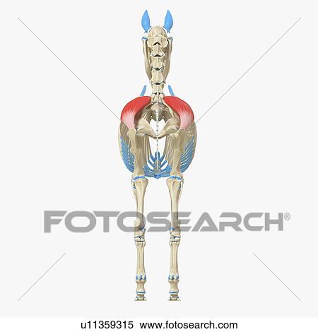 Horse gluteus medius muscle, illustration View Large Photo Image Stock Photography - Horse gluteus medius muscle, illustration. Fotosearch