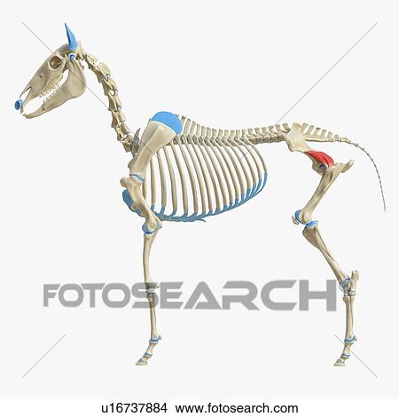 Picture - Horse gluteus profundus muscle, illustration. Fotosearch
