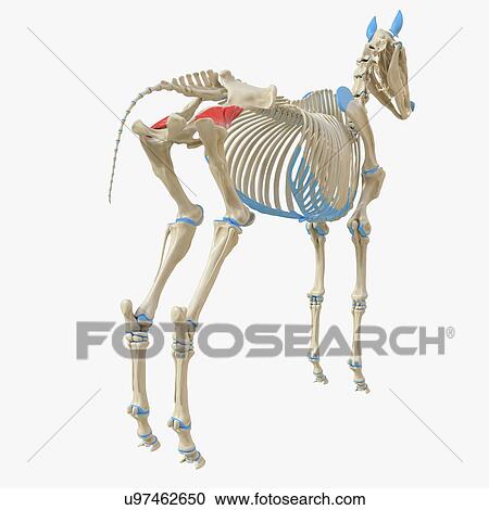 Stock Image - Horse gluteus profundus muscle, illustration. Fotosearch