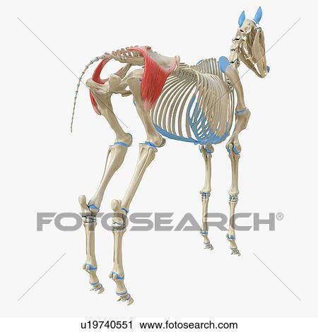 Stock Image - Horse gluteus superficialis muscle, illustration. Fotosearch