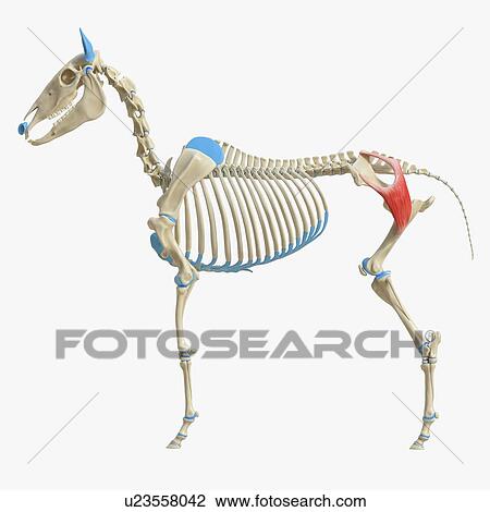 Stock Image - Horse gluteus superficialis muscle, illustration. Fotosearch