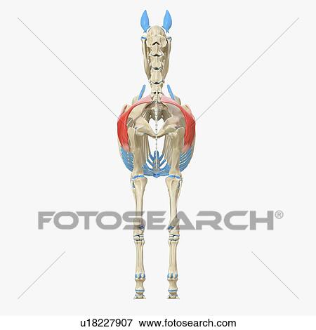 Stock Photo - Horse gluteus superficialis muscle, illustration. Fotosearch