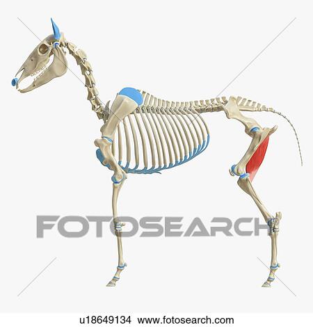 Horse gracilis muscle, illustration View Large Photo Image Picture - Horse gracilis muscle, illustration. Fotosearch