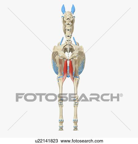 Stock Image - Horse gracilis muscle, illustration. Fotosearch