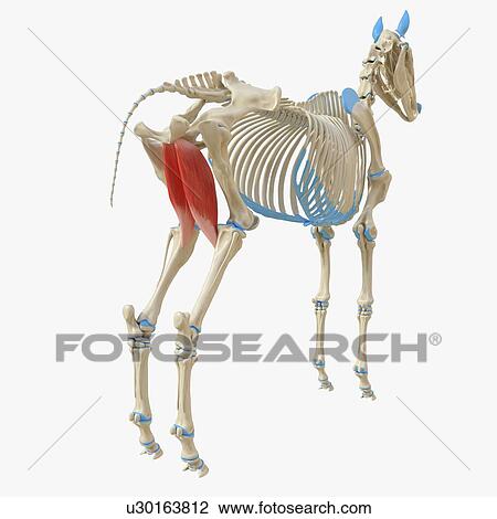 Horse gracilis muscle, illustration View Large Photo Image Stock Image - Horse gracilis muscle, illustration. Fotosearch