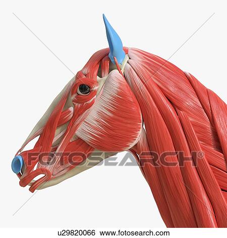 Stock Photograph - Horse head muscles, illustration. Fotosearch
