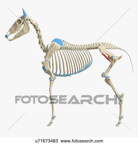 Stock Image - Horse iliacus muscle, illustration. Fotosearch