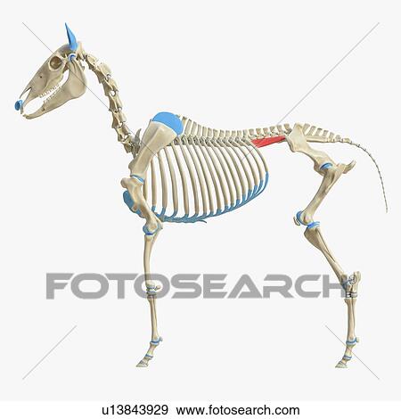 Horse iliocostalis lumborum muscle, illustration View Large Photo Image Stock Photo - Horse iliocostalis lumborum muscle, illustration. Fotosearch