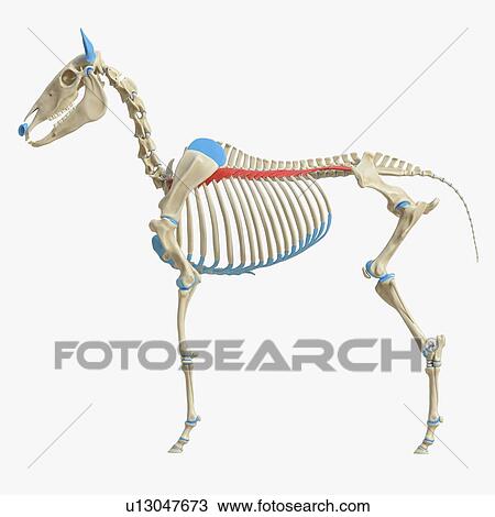 Stock Image - Horse iliocostalis muscle, illustration. Fotosearch