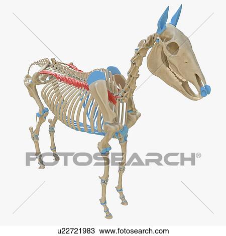 Horse iliocostalis muscle, illustration View Large Photo Image Stock Image - Horse iliocostalis muscle, illustration. Fotosearch