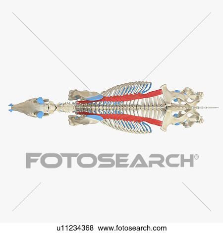 Horse iliocostalis muscle, illustration View Large Photo Image Stock Photo - Horse iliocostalis muscle, illustration. Fotosearch