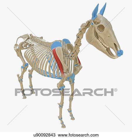 Stock Image - Horse infraspinatus muscle, illustration. Fotosearch