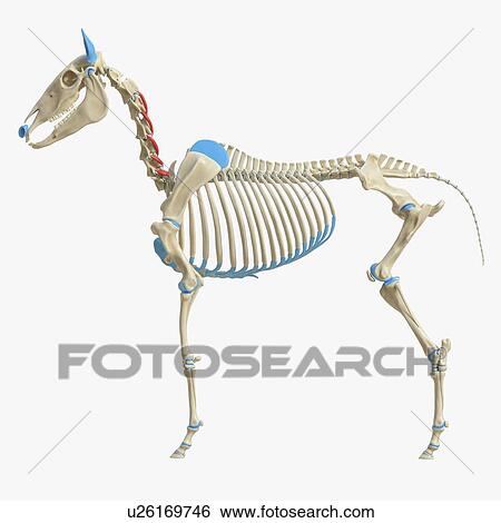 Horse intertransversarii muscle, illustration View Large Photo Image Stock Photograph - Horse intertransversarii muscle, illustration. Fotosearch