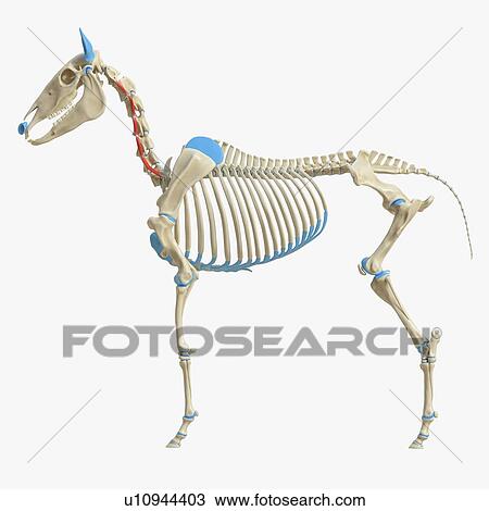 Horse intertransversarii ventrales muscle, illustration View Large Photo Image Stock Image - Horse intertransversarii ventrales muscle, illustration. Fotosearch