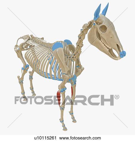 Stock Image - Horse lateral ulnar muscle, illustration. Fotosearch