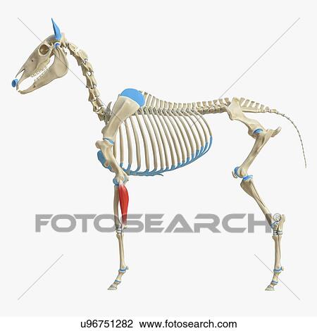 Stock Image - Horse lateral ulnar muscle, illustration. Fotosearch