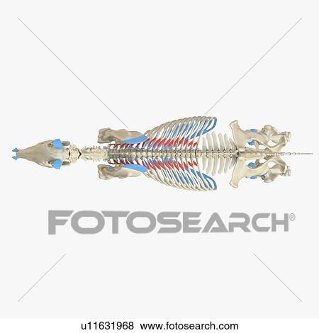 Horse levatores costarum muscle, illustration View Large Photo Image Stock Photo - Horse levatores costarum muscle, illustration. Fotosearch