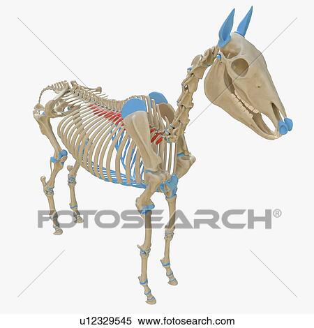 Stock Photography - Horse levatores costarum muscle, illustration. Fotosearch