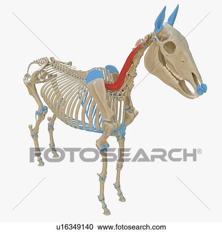 Horse longissimus capitis muscle, illustration View Large Photo Image Stock Image - Horse longissimus capitis muscle, illustration. Fotosearch