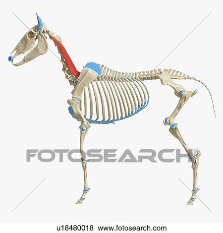 Horse longissimus capitis muscle, illustration View Large Photo Image Stock Photo - Horse longissimus capitis muscle, illustration. Fotosearch