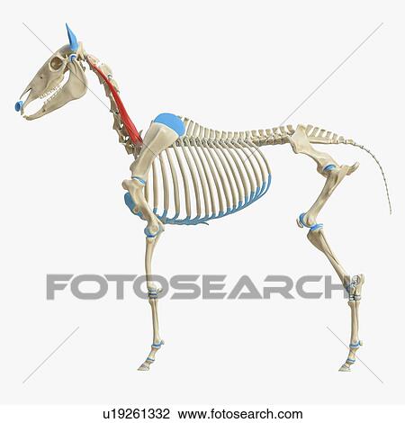 Horse longissimus cervicis muscle, illustration View Large Photo Image Stock Image - Horse longissimus cervicis muscle, illustration. Fotosearch