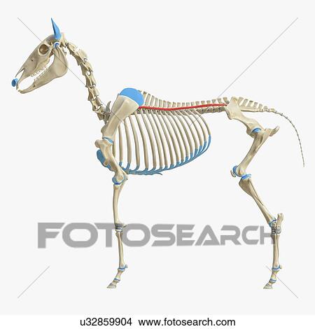 Picture - Horse longissimus costarum muscle, illustration. Fotosearch