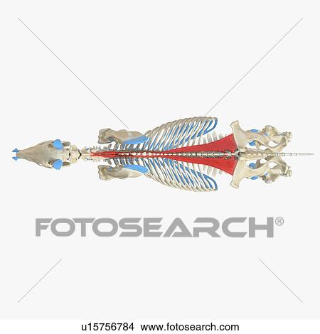 Horse longissimus muscle, illustration View Large Photo Image Picture - Horse longissimus muscle, illustration. Fotosearch