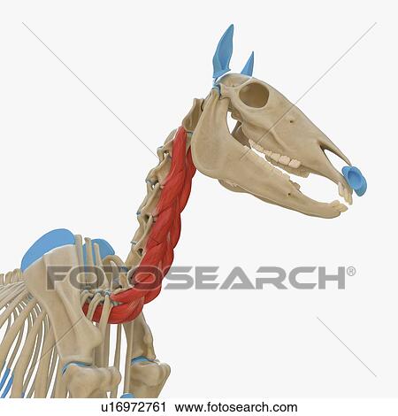 Stock Image - Horse longus colli muscle, illustration. Fotosearch