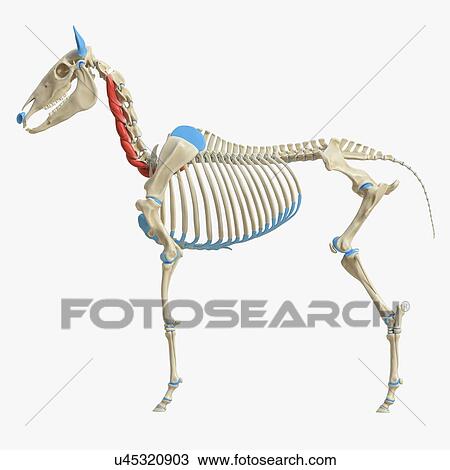 Horse longus colli muscle, illustration View Large Photo Image Stock Image - Horse longus colli muscle, illustration. Fotosearch