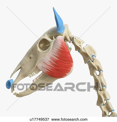 Stock Photo - Horse masseter muscle, illustration. Fotosearch