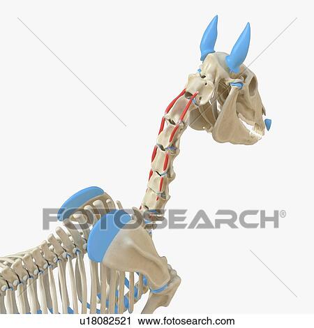 Horse muscle, illustration View Large Photo Image Stock Image - Horse muscle, illustration. Fotosearch
