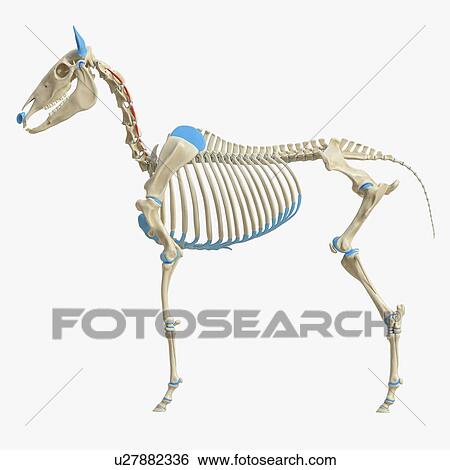 Stock Photograph - Horse muscle, illustration. Fotosearch