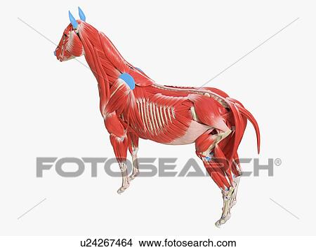 Horse musculature, illustration View Large Photo Image Picture - Horse musculature, illustration. Fotosearch